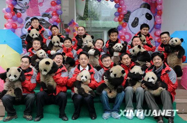 On February 3, 2010, the Panda Kindergarten of the China Conservation and Research Center for the Giant Panda, Wolong Panda Club, received the 16 giant panda babies born in 2009.
