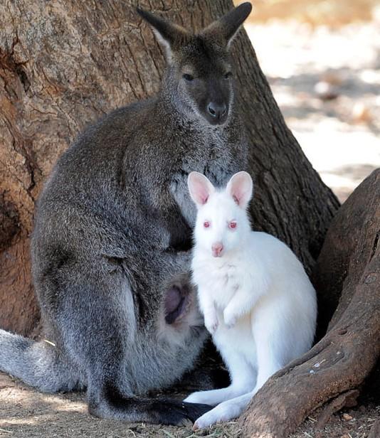 An albino wallaby, born into captivity, stands with another wallaby at a wildlife park in Peyia, western Cyprus. Another albino wallaby was born to the same female in the zoo last summer
