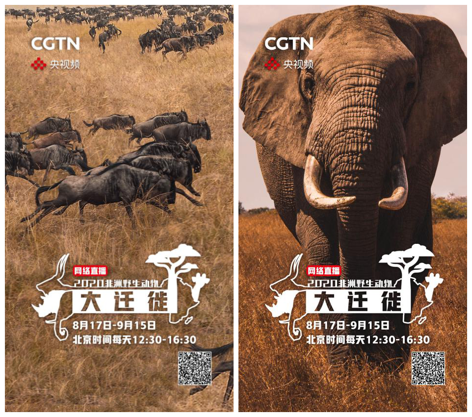 非洲|探索狂野非洲，见证生命奇观！央视频云端直播“非洲野生动物大迁徙”