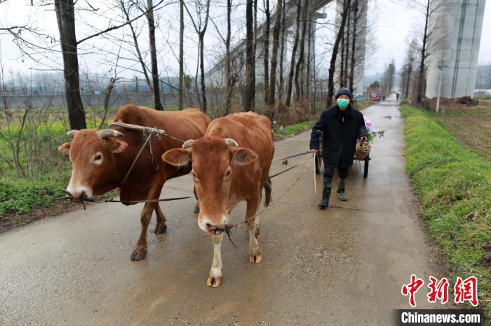 「采摘」湖北襄阳：从采摘到配送 时令蔬菜进入居民家