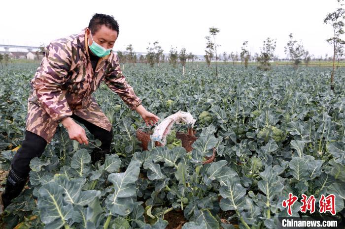 「采摘」湖北襄阳：从采摘到配送 时令蔬菜进入居民家