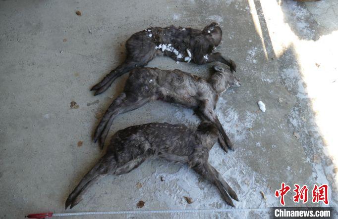 『内蒙古』内蒙古检察机关办理4起非法猎捕野生动物案