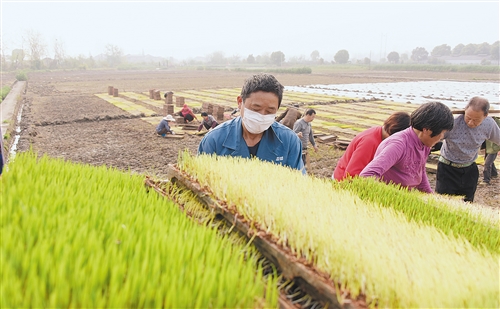 「粮食安全」连年丰收，库存充足 我国粮食供应能应对各种考验