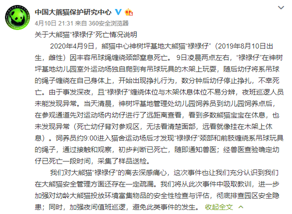 禄禄仔▲四川神树坪基地大熊猫窒息死亡 因吊球绳缠绕颈部