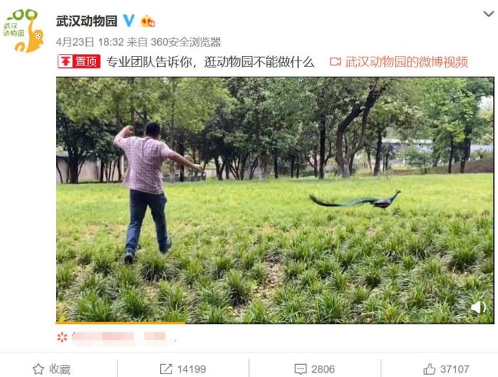 「武汉动物园」武汉动物园关闭3个月后重开 大熊猫“休假”胖了15斤