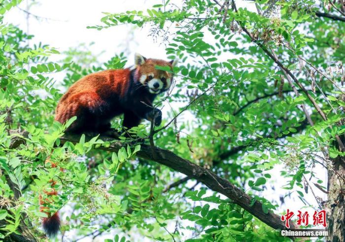 「武汉动物园」武汉动物园关闭3个月后重开 大熊猫“休假”胖了15斤