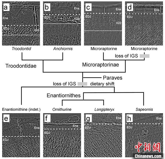 【鸟类】科学家最新研究：与恐龙食性差异或助鸟类躲过大灭绝