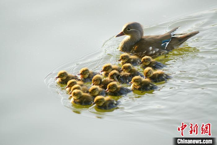 鸳鸯女子三次抓西湖小鸳鸯 网友：抓鸳鸯一辈子单身