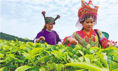 广南县广南：抓产业 稳就业