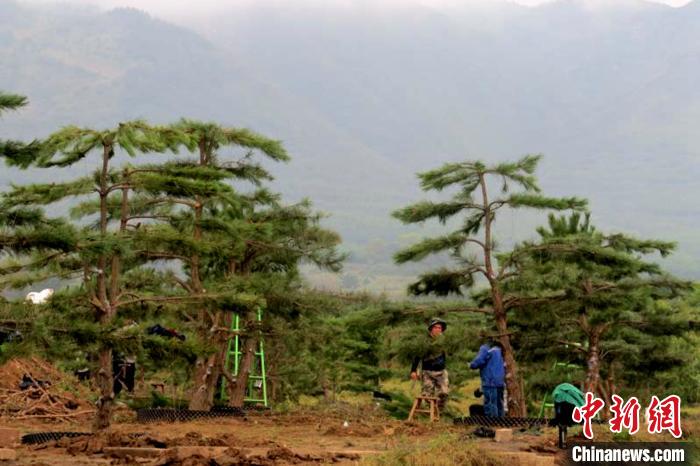 油松|宁夏泾源：小油松华丽大转身变“金钱树”