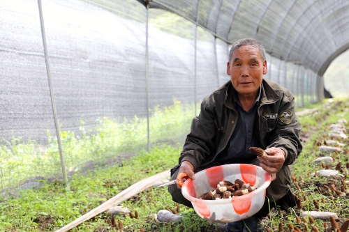 羊肚菌|甘肃：羊肚菌产业助农增收