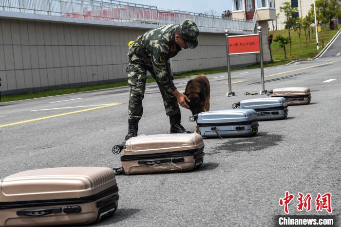 鲁特|福建武警有一支“神犬奇兵” 三伏天苦练专业技能