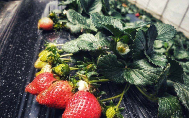 【幸福花开新边疆】林芝市久巴村：草莓铺满致富路