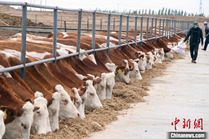 牛肉价格连续10周上涨 未来牛肉价格走势如何？