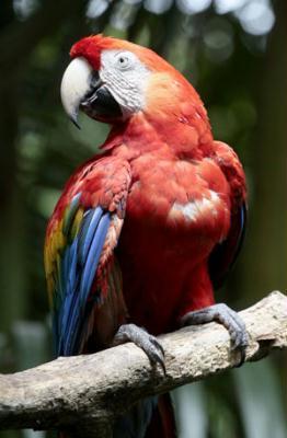 Photo&nbsp;taken&nbsp;on&nbsp;Oct.&nbsp;26,&nbsp;2009&nbsp;in&nbsp;Costa&nbsp;Rica&nbsp;shows&nbsp;a&nbsp;macaw&nbsp;resting&nbsp;on&nbsp;a&nbsp;branch.&nbsp;(Xinhua/Esteban&nbsp;Datos)