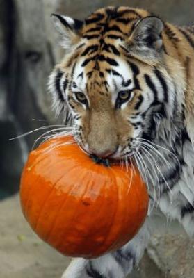 Whirl,&nbsp;a&nbsp;two-year-old-Amur&nbsp;tiger,&nbsp;plays&nbsp;with&nbsp;a&nbsp;pumpkin&nbsp;at&nbsp;the&nbsp;Brookfield&nbsp;Zoo&nbsp;in&nbsp;Brookfield,&nbsp;Illinois&nbsp;October&nbsp;28,&nbsp;2009.&nbsp;Zookeepers&nbsp;fed&nbsp;pumpkins&nbsp;to&nbsp;the&nbsp;zoo's&nbsp;lions,&nbsp;tigers,&nbsp;bears&nbsp;and&nbsp;gorillas,&nbsp;in&nbsp;honor&nbsp;of&nbsp;the&nbsp;upcoming&nbsp;October&nbsp;31&nbsp;Halloween&nbsp;holiday.(Xinhua/Reuters&nbsp;Photo)