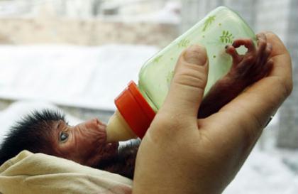 Kira,&nbsp;a&nbsp;5-day-old&nbsp;baboon,&nbsp;is&nbsp;fed&nbsp;by&nbsp;an&nbsp;employee&nbsp;of&nbsp;the&nbsp;Royev&nbsp;Ruchey&nbsp;Zoo&nbsp;in&nbsp;Russia's&nbsp;Siberian&nbsp;city&nbsp;of&nbsp;Krasnoyarsk&nbsp;November&nbsp;5,&nbsp;2009.&nbsp;Kira's&nbsp;mother&nbsp;refused&nbsp;to&nbsp;feed&nbsp;her&nbsp;cub&nbsp;and&nbsp;now&nbsp;it&nbsp;will&nbsp;be&nbsp;bottle&nbsp;fed.&nbsp;(Xinhua/Reuters&nbsp;Photo)
