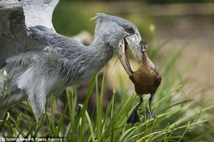 Bird&nbsp;food:&nbsp;The&nbsp;4ft&nbsp;Shoebill&nbsp;picks&nbsp;up&nbsp;the&nbsp;squirming&nbsp;duck&nbsp;after&nbsp;it&nbsp;walked&nbsp;across&nbsp;its&nbsp;path&nbsp;at&nbsp;San&nbsp;Diego&nbsp;Wild&nbsp;Animal&nbsp;Park&nbsp;in&nbsp;the&nbsp;U.S.