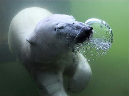 The&nbsp;photo&nbsp;of&nbsp;bear&nbsp;bubbling&nbsp;underwater&nbsp;was&nbsp;taken&nbsp;at&nbsp;a&nbsp;zoo&nbsp;in&nbsp;Gelsenkirchen,&nbsp;Germany,&nbsp;in&nbsp;a&nbsp;tunnel&nbsp;where&nbsp;people&nbsp;can&nbsp;watch&nbsp;polar&nbsp;bears&nbsp;and&nbsp;sea&nbsp;lions&nbsp;coming&nbsp;and&nbsp;going.&nbsp;