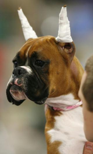 Noel,&nbsp;a&nbsp;Boxer,&nbsp;sits&nbsp;on&nbsp;the&nbsp;lap&nbsp;of&nbsp;her&nbsp;owner&nbsp;Brad&nbsp;Redrow&nbsp;with&nbsp;her&nbsp;ears&nbsp;taped&nbsp;at&nbsp;the&nbsp;National&nbsp;Dog&nbsp;Show&nbsp;in&nbsp;Oaks,&nbsp;Pennsylvania,&nbsp;November&nbsp;14,&nbsp;2009.&nbsp;[Agencies]