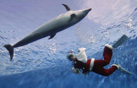 A&nbsp;diver&nbsp;dressed&nbsp;as&nbsp;Santa&nbsp;Claus&nbsp;swims&nbsp;with&nbsp;a&nbsp;dolphin&nbsp;at&nbsp;Hakkeijima&nbsp;Sea&nbsp;Paradise&nbsp;in&nbsp;Yokohama,&nbsp;south&nbsp;of&nbsp;Tokyo&nbsp;November&nbsp;15,&nbsp;2009.&nbsp;The&nbsp;event&nbsp;will&nbsp;be&nbsp;held&nbsp;until&nbsp;December&nbsp;25,&nbsp;2009.(Xinhua/Reuters&nbsp;Photo)