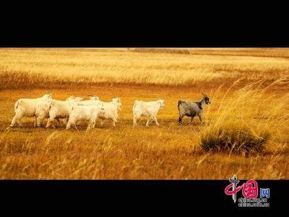 The&nbsp;Mongolian&nbsp;Plateau&nbsp;is&nbsp;part&nbsp;of&nbsp;the&nbsp;larger&nbsp;Central&nbsp;Asian&nbsp;Plateau&nbsp;and&nbsp;has&nbsp;an&nbsp;area&nbsp;of&nbsp;approximately&nbsp;2,600,000&nbsp;square&nbsp;kilometres.&nbsp;It&nbsp;is&nbsp;occupied&nbsp;by&nbsp;Mongolia&nbsp;in&nbsp;the&nbsp;north&nbsp;and&nbsp;Inner&nbsp;Mongolia&nbsp;Autonomous&nbsp;Region&nbsp;of&nbsp;China&nbsp;in&nbsp;the&nbsp;south.&nbsp;The&nbsp;plateau&nbsp;includes&nbsp;the&nbsp;Gobi&nbsp;Desert&nbsp;as&nbsp;well&nbsp;as&nbsp;dry&nbsp;steppe&nbsp;regions.&nbsp;Thick&nbsp;forest,&nbsp;lush&nbsp;meadow,&nbsp;fertile&nbsp;farmland,&nbsp;vast&nbsp;water&nbsp;area&nbsp;and&nbsp;rich&nbsp;wildlife&nbsp;can&nbsp;be&nbsp;easily&nbsp;found&nbsp;on&nbsp;the&nbsp;plateau.&nbsp;[Photo&nbsp;by&nbsp;Tong&nbsp;Laga]
