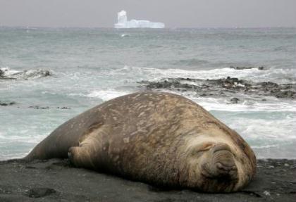In&nbsp;this&nbsp;Nov.&nbsp;16,&nbsp;2009&nbsp;photo&nbsp;released&nbsp;by&nbsp;the&nbsp;Australian&nbsp;Antarctic&nbsp;Division,&nbsp;an&nbsp;iceberg&nbsp;is&nbsp;seen&nbsp;behind&nbsp;a&nbsp;lying&nbsp;elephant&nbsp;seal&nbsp;at&nbsp;Sandy&nbsp;Bay&nbsp;on&nbsp;Macquarie&nbsp;Island's&nbsp;east&nbsp;coast,&nbsp;in&nbsp;the&nbsp;Southern&nbsp;Ocean&nbsp;1,500&nbsp;kilometers&nbsp;(930&nbsp;miles)&nbsp;southeast&nbsp;of&nbsp;Tasmania,&nbsp;Australia.&nbsp;It&nbsp;is&nbsp;very&nbsp;rare&nbsp;to&nbsp;see&nbsp;icebergs&nbsp;from&nbsp;Macquarie&nbsp;Island&nbsp;and&nbsp;is&nbsp;uncommon&nbsp;to&nbsp;find&nbsp;icebergs&nbsp;in&nbsp;this&nbsp;general&nbsp;region.(Xinhua/AFP&nbsp;Photo)