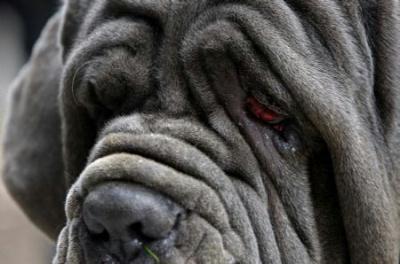 mastino napoletano, neapolitan mastiff