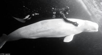 After&nbsp;entering&nbsp;the&nbsp;water&nbsp;she&nbsp;grabbed&nbsp;hold&nbsp;of&nbsp;a&nbsp;passing&nbsp;Beluga&nbsp;Whale&nbsp;for&nbsp;a&nbsp;lift&nbsp;-&nbsp;a&nbsp;moment&nbsp;captured&nbsp;by&nbsp;British&nbsp;photographer&nbsp;Dan&nbsp;Burton.&nbsp;