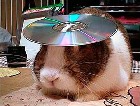 "Acrobatics rabbit" is putting a CD on its head. A Japan rabbit could put a variety of items on its head such as biscuits, toilet paper, carrots and sunglasses and so on. 