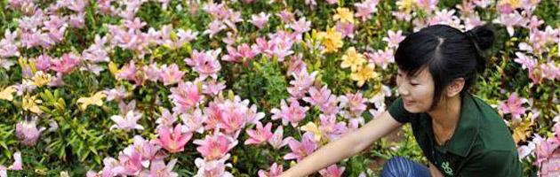 Lilies&nbsp;in&nbsp;blossom&nbsp;attract&nbsp;thousands&nbsp;of&nbsp;visitors&nbsp;in&nbsp;Jinan.