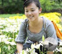 Lilies&nbsp;in&nbsp;blossom&nbsp;attract&nbsp;visitors&nbsp;