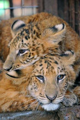 Two&nbsp;tiger-lion&nbsp;cubs&nbsp;are&nbsp;seen&nbsp;in&nbsp;the&nbsp;tropical&nbsp;wildlife&nbsp;park&nbsp;in&nbsp;Haikou,&nbsp;capital&nbsp;of&nbsp;China's&nbsp;southernmost&nbsp;Province&nbsp;of&nbsp;Hainan,&nbsp;Feb.&nbsp;9,&nbsp;2010.&nbsp;The&nbsp;twins&nbsp;now&nbsp;have&nbsp;survived&nbsp;for&nbsp;162&nbsp;days&nbsp;since&nbsp;they&nbsp;were&nbsp;born&nbsp;last&nbsp;Sep.&nbsp;1.&nbsp;Only&nbsp;one&nbsp;out&nbsp;of&nbsp;500,000&nbsp;lion-tiger&nbsp;or&nbsp;tiger-lion&nbsp;cubs&nbsp;could&nbsp;survive&nbsp;and&nbsp;have&nbsp;a&nbsp;relatively&nbsp;short&nbsp;life&nbsp;expectancy,&nbsp;due&nbsp;to&nbsp;differences&nbsp;in&nbsp;their&nbsp;chromosomes.(Xinhua/Guo&nbsp;Cheng)