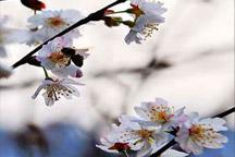 Students dressed in Chinese Han costumes poses on a peach tree at an event  to mark the Peach Blossom Festival in Lianzhou city, south China's Guangdon  Stock Photo - Alamy