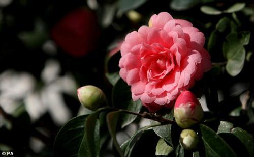 After 200 one of the world´s rarest flowers gets a new lease on life CCTV-International