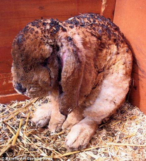 Lucky to be alive: The bunny torched in his hutch by drunk woman