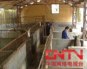[每日农经]野味十足的特种野猪(2010.3.22)