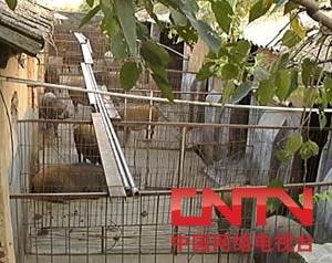 [每日农经]野味十足的特种野猪(2010.3.22)