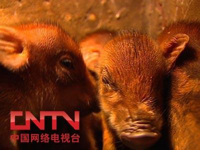 <em>致富</em>经视频全集下载_<em>致富</em>经视频全集_<em>致富</em>经