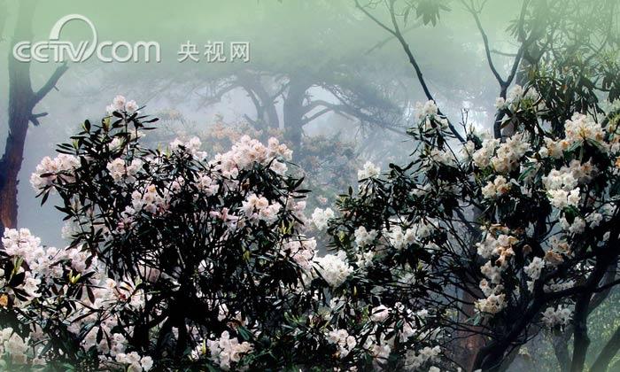 井冈山杜鹃花开了,来看花吧