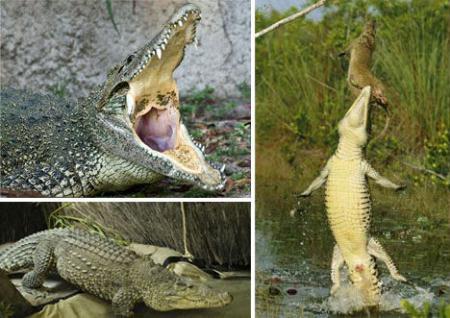 Cuban crocodile (Crocodylus rhombifer)  Source: huanqiu.com