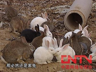 [每日农经]野兔养殖的真相(2010.5.14)