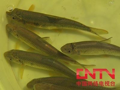 对了,像这样炸好的一盘赤鳞鱼卖多少钱?     餐厅服务员:这里面一共