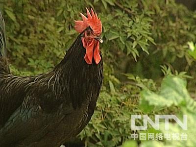 农广天地]莱芜黑鸡养殖技术(2010.8.8)