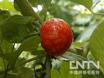 [每日农经]寻找夏季赚钱的采摘项目:小番茄 秋葵