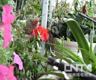 [我爱发明]太阳能微电脑自动灌溉系统_打印页