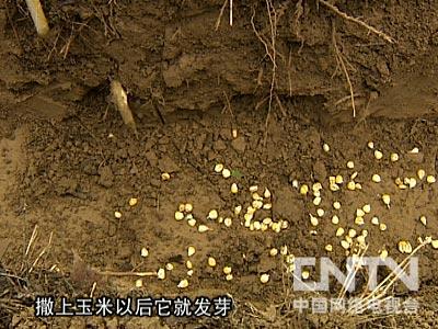 [每日农经]新兴养殖的诱惑(1)亩收入近万元的