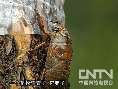 [每日农经]新兴养殖的诱惑(1)亩收入近万元的