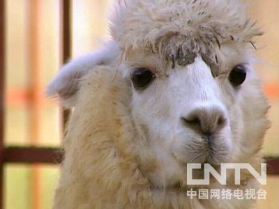 农广天地]羊驼养殖技术(2010.9.2)
