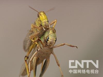 [每日农经]新兴养殖的诱惑(2)四季都蹦跶的蹦